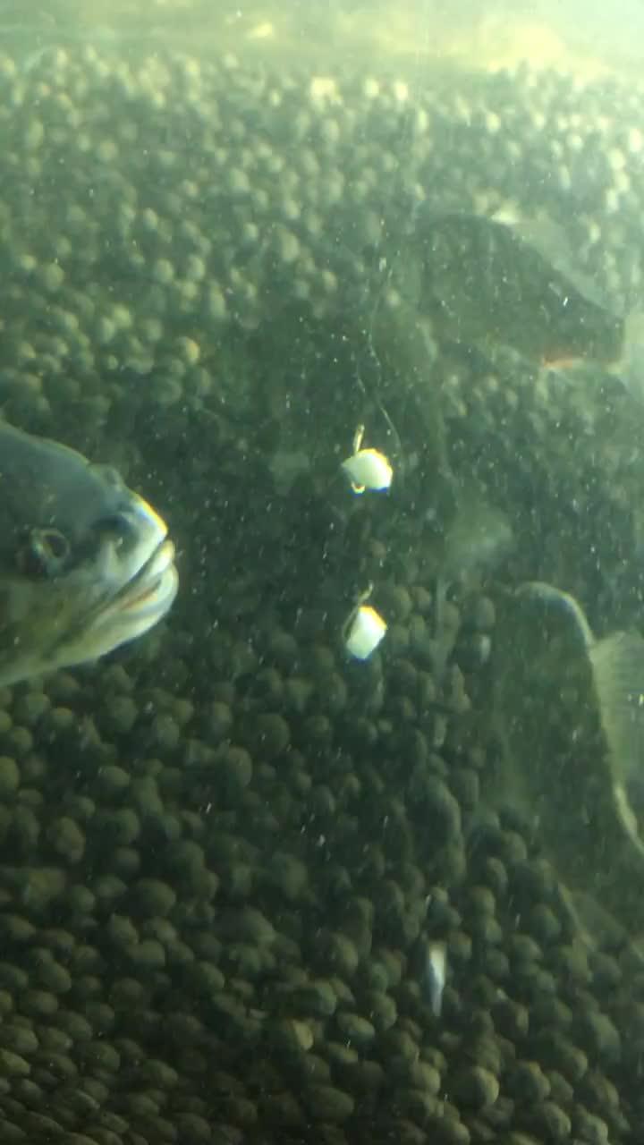 招财鱼吃瓜视频,揭秘网红宠物背后的趣味生活