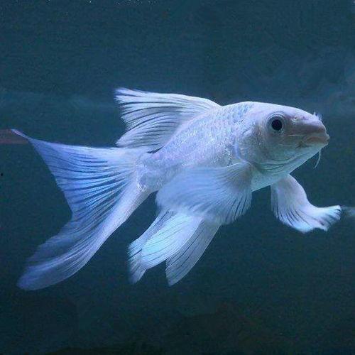 招财鱼吃瓜视频,揭秘网红宠物背后的趣味生活