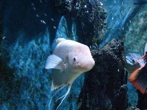 招财鱼吃瓜视频,揭秘网红宠物背后的趣味生活