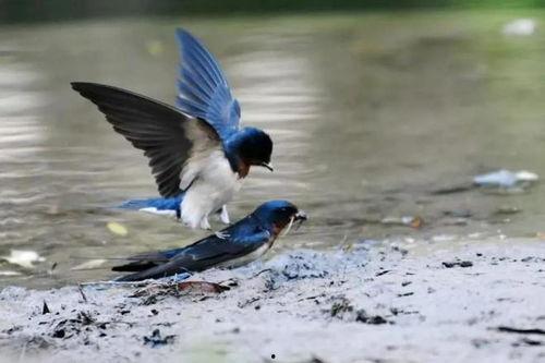 吃瓜燕子,揭秘娱乐圈背后的故事