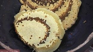 吃瓜粘虫子的,揭秘吃瓜粘虫子的神秘现象