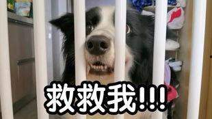 吃哈密瓜asmr,舌尖上的宁静之旅