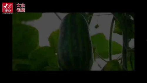 瓜哥吃瓜竹子视频,揭秘竹子背后的秘密与趣味