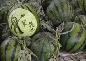 瓜哥吃瓜竹子视频,揭秘竹子背后的秘密与趣味