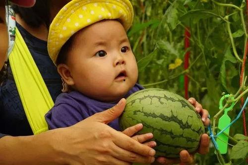 围绕吃瓜群,揭秘网络社交中的“瓜田”现象