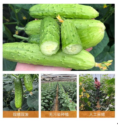 孕妇吃的小绿瓜,小绿瓜的营养益处与食用指南