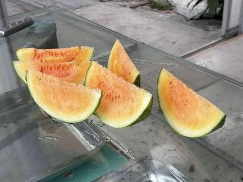 在农村每天吃瓜