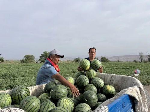 在农村每天吃瓜