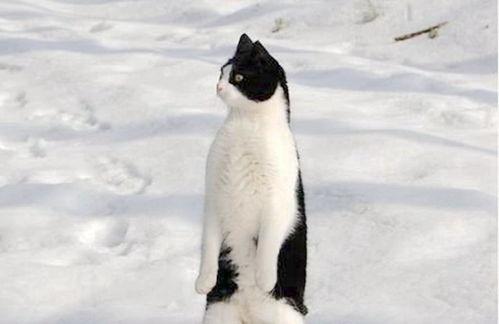 阿呆的吃瓜,娱乐圈幕后那些事儿