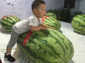 吃瓜群众事件后续,真相大白,舆论反转再掀波澜