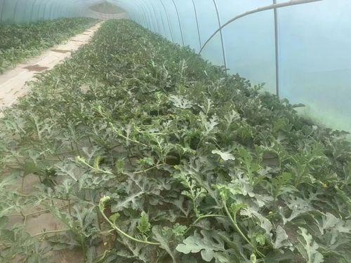 棚底子瓜怎么吃,解锁美味新体验