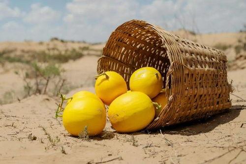 吃蜜瓜怎么打理,甜蜜果实的管理之道