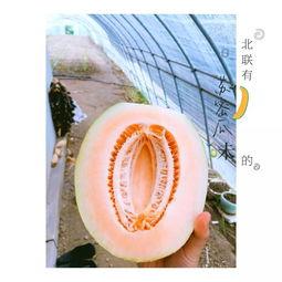 吃蜜瓜新疆歌,甜蜜歌声中的瓜果传奇