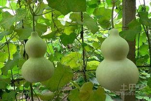 葫芦什么瓜可以吃