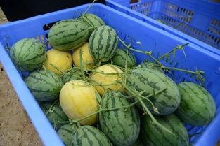 郑州吃瓜群视频大全